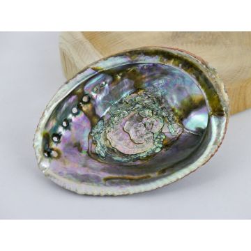 Abalone Schelp Groot - Palo santo hout of salie brander - Topkwaliteit - ca 14x11x3cm